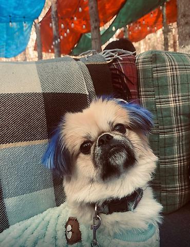 İtlər: Pekines, 1 il, Erkək, Peyvəndli — 4