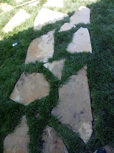 Toxumlar: Super qazon enli yarpaq sıx və alaqsız hörmetli ve deyerli — 12