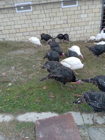 Hinduşka: Məhsul: Hinduşka sürüsü Təsvir: - Şəkillərdə olan sağlam, iriqaşlı — 8