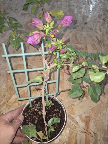 цветы комнатные в бишкеке: Продаю цветущую Бугенвиллию.Двухлетка at lalafo.kg цветы комнатные в бишкеке: Продаю цветущую Бугенвиллию.Двухлетка