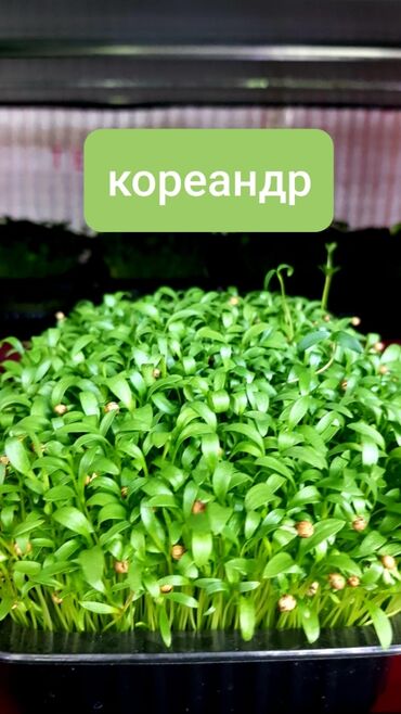 Зерновые культуры: Продаем Абсолютно отборные семена Горох элита Редиса сорта — 5