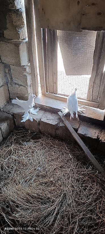 göyərcin: Oynaq qus balasidi bir cut kekili — 2