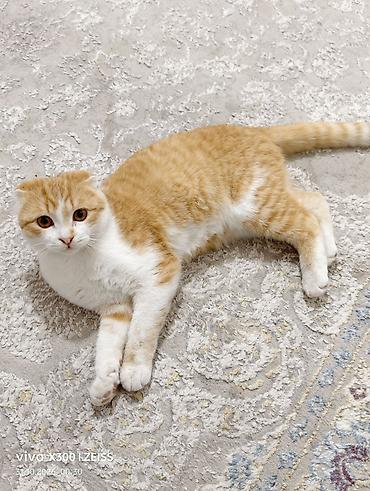 Кошки: Шотландский вислоухий кот, окраса рыжий табби с белым. Крупные круглые — 2