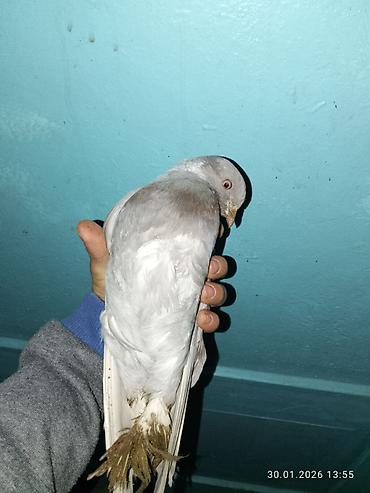 Птицы: Голубь декоративный, окрас светло-серый с кофейно‑рыжими пятнами на — 3