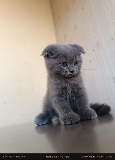 Pişiklər: Britan — 12