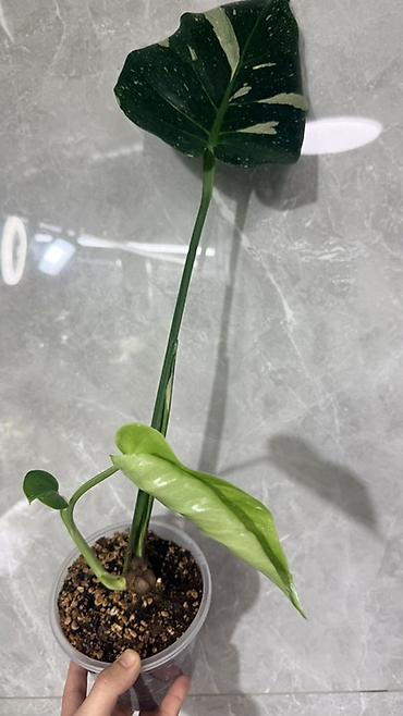 Монстеры: Монстера Тайское Созвездие 3 горшка по 1000с Посажены в хороший — 5