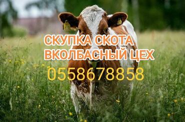 корова на продажу: Куплю | Коровы, быки, Лошади, кони | Круглосуточно, Любое состояние, Забитый