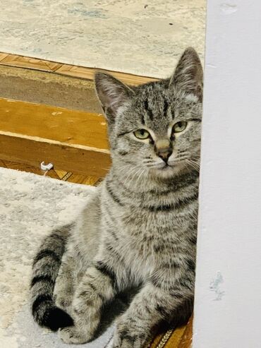 отдам даром вислоухого котенка: 1 жаш, Эркек, Лотокко барууга үйрөтүлгөн