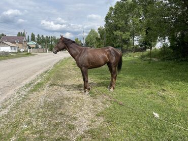 беелер сатылат: Сатам | Байтал | Ат спорту | Асыл тукумдуу