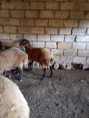 can əti: Erkey toğlul — 3