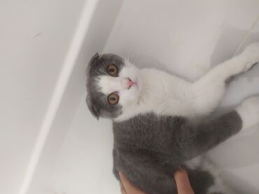 шотландские котята в добрые руки: Шотладская вислоухая, Самец, Самовывоз