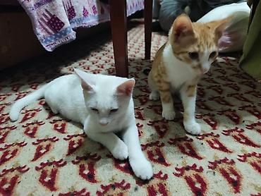Мышыктар: КОТЁНОК БЕЛЕНЬКИЙ ДЕВОЧКА 2,5 МЕСЯЦА. Котята домашние — 9