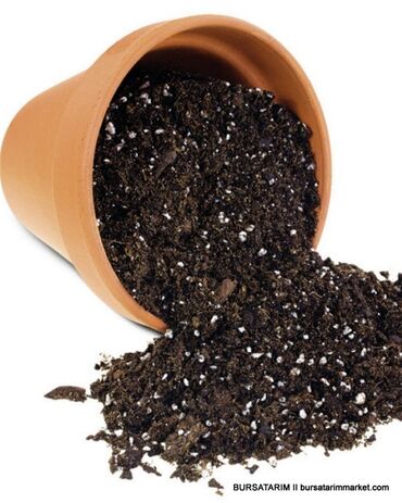 Toxumlar: IşQazon catrlma qurasdrmasi gul ciceyle baqlarin bezedilmesi 24/7 — 8