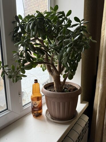 Денежное дерево: Крупные комнатные растения в горшках 1) Толстянка (денежное дерево) - — 5