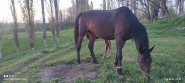 продажа лошадей в кыргызстане: Продаю | Кобыла (самка) | Полукровка | Для разведения, Для молока
