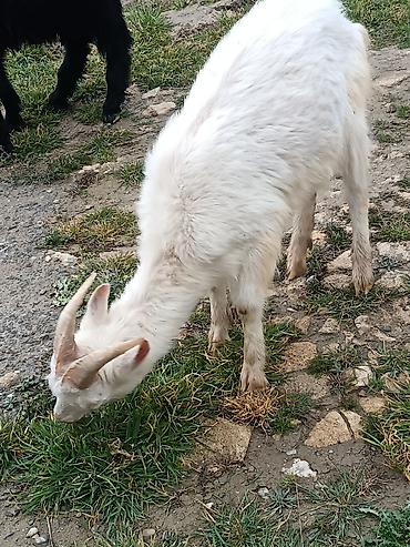 Keçilər, çəpişlər: Çəpiş keçi qoyun sürü və ya tək tək satram. Qiymet ferqlidirMəhsul — 1