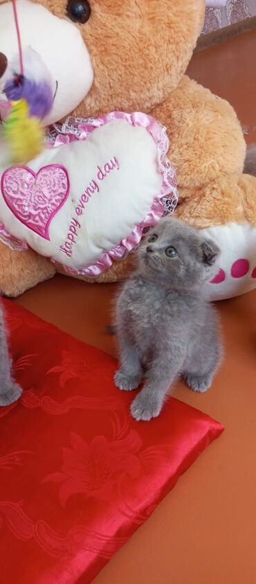 Pişiklər: Britan yastı qulaq, Erkək, Dişi, Yaxşı əllərə, Ünvandan götürmə, Pulsuz çatdırılma, Ödənişli çatdırılma — 30