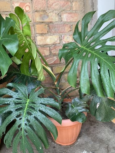 семена комнатных цветов в бишкеке: Монстера деликатесная (Monstera deliciosa) в горшке - Крупное