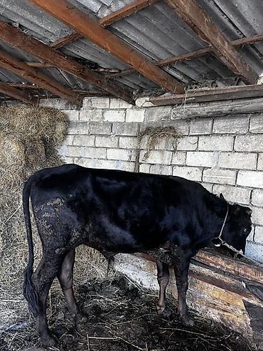 Qara rəngli mal-qara – inək/buzaq - Cinsəoxşar: qara, hamar tüklü