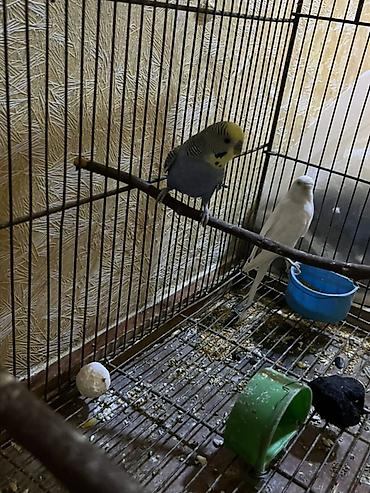 Tutuquşları: Salam. Birinci şəkildəkilər cütdülər ağ rənglə yaşıl sarılı olan onlar — 10
