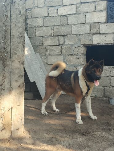 Balıqlar: Akita-inu, 2 il, Erkek, Peyvəndli, Ünvandan götürmə