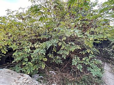 Продажа коттеджей и домов: Продаётся уютный и тёплый дом в самом сердце Бишкека! ЦУМ / ГУМ — — 11