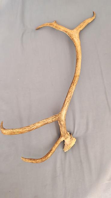 goz muncuq: Təbii maral buynuzu (tək tərəf) - Material: 100% orijinal, təbii — 1