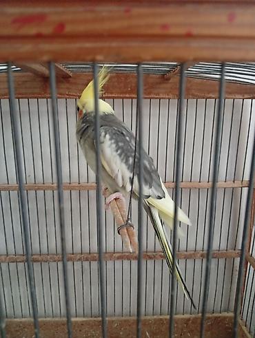 tutuquşu satışı az: Nymph paraketləri (Cockatiel) – 2 ədəd Xüsusiyyətlər: - Rəng: sarı — 4