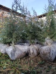 газон искуственный: Саженцы деревьев: Можжевельники (Арча)