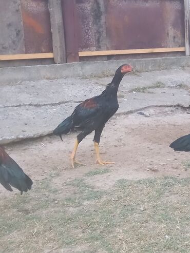 cins inekler: Məhsul: Uzunboyun yerli Asil tipli cücələr/horozlar Təsvir: - Rəng