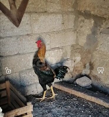 bakida cins ineklerin satisi: Heyratı xoruzu satılır