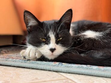 миниатюрные кошки: Бесплатно отдам молодую кошку (девочка, 3 года, спасена с улицы)