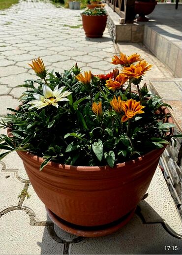 цветы гулдор: Шикарные глиняные вазы под заказ. Для вашего дома или сада. Будут