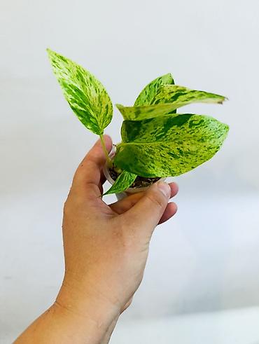 Драцены и Сансевиерии: Драцена (разные виды, в горшках) находится в Кара Балте - Эффектные — 16