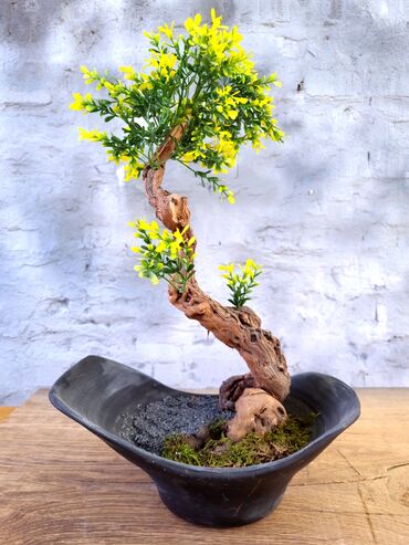 spavaca soba u Srbija | FRANCUSKI LEŽAJEVI: Impossible mini ukrasno drvce(veštački bonsai) Visina ovog drvca: 48