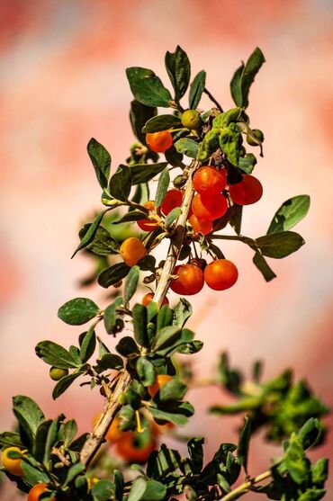 Фотоаппараты: Nikon D3300 + два объектива, 18-55 и 18-105 мм. Домашнее — 3