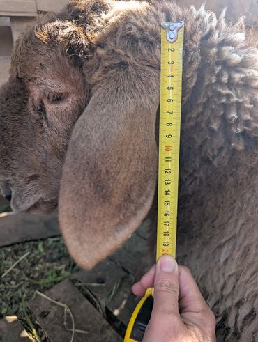 Бараны, овцы: Продаю | Овца (самка) | Арашан | Для разведения | Племенные — 23