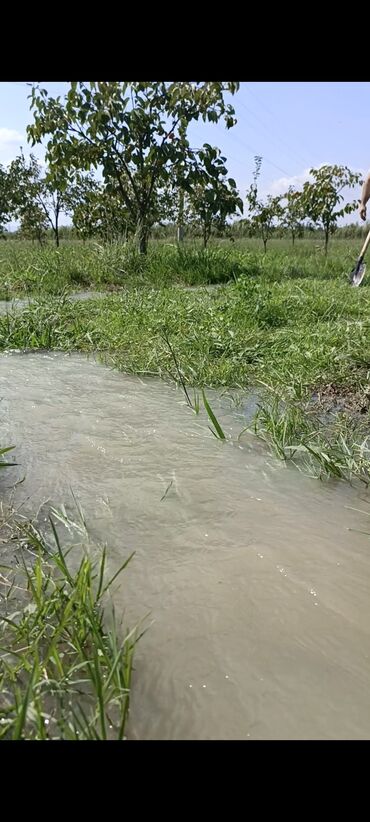 Torpaq sahələrinin satışı: 243 sot, Kənd təsərrüfatı, Mülkiyyətçi, Kupça (Çıxarış) — 5
