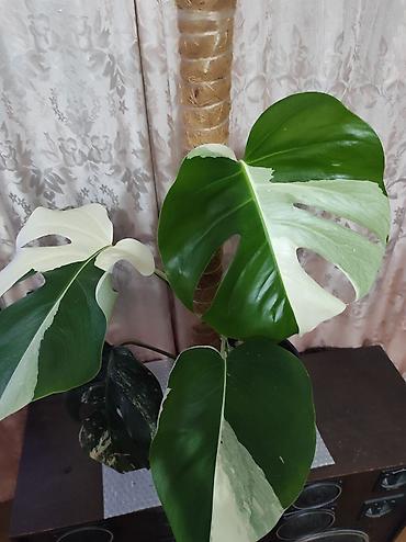 Монстеры: Монстера Альба Монстера Тайское Созвездие, черенки и взрослые цены — 15