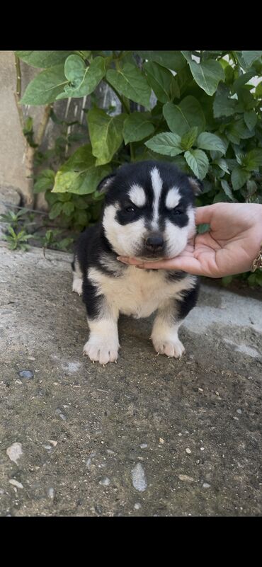 i̇t: Xaski, 1 ay, Dişi
