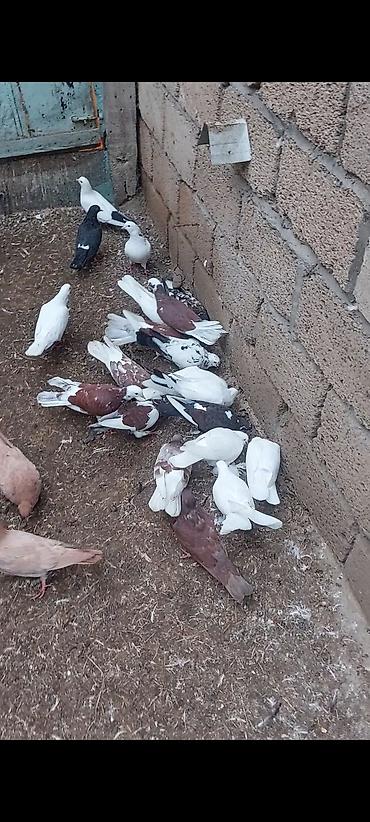 ucuz toyuq satisi: Salam 28 quşdu kom 4 azn tək-tək qiymət başqa olacaq — 4