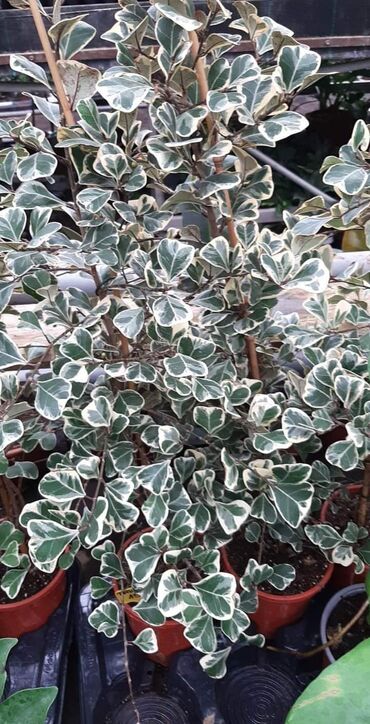 Fikus: Bendzamin triangularis