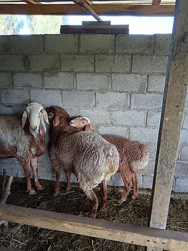 Баран, овца: Продаю | Баран (самец) at lalafo.kg — 13 Баран, овца: Продаю | Баран (самец) — 13