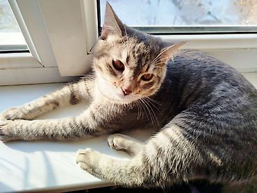 Мышыктар: Пропал !!!!!!! Кличка Хоги, домашний кот,2года — 5