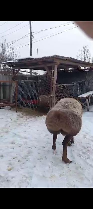 Баран, овца: Продаю | Баран (самец) | На забой | Племенные — 1