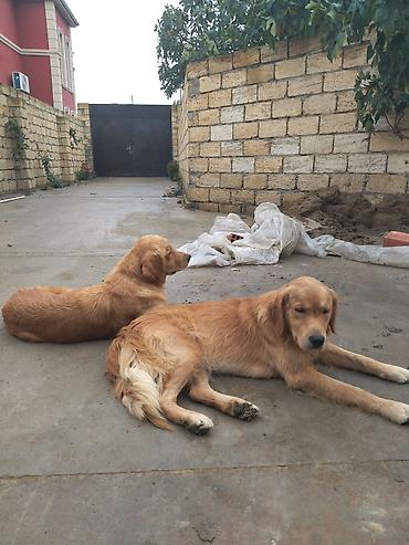 it golden: Retriever — 2