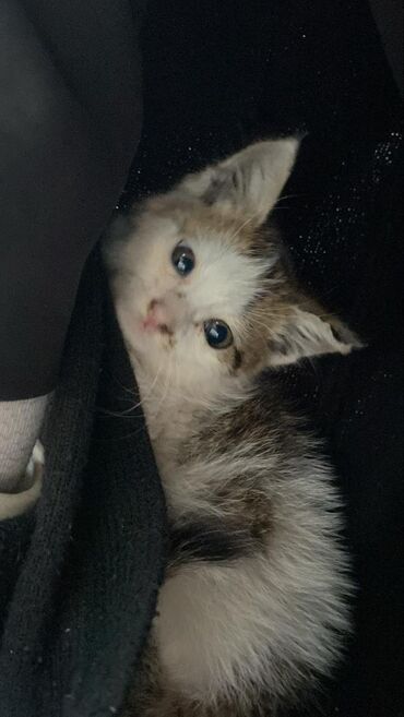 отдам даром вислоухого котенка: Отдам котёнка бесплатно, игривый, ест всё к еде не привередлив