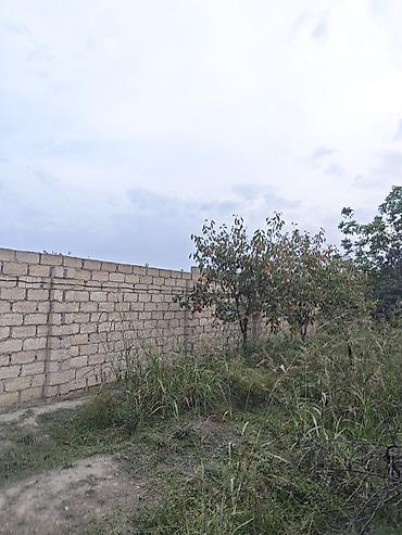 7 ci mikrorayon yeni tikili: 12 sot, Kənd təsərrüfatı, Barter mümkündür, Kupça (Çıxarış) — 8