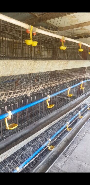 дом животных: Продаю 3 комплекта клеток для кур несушек с поилкой, кормушкой и