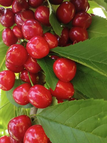 Tinglər: Telman Tingçilik – meyvə və ağac tingləri QEYD. şekildeki meyveler — 2